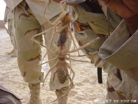 食人虫(食人虫电影简介)