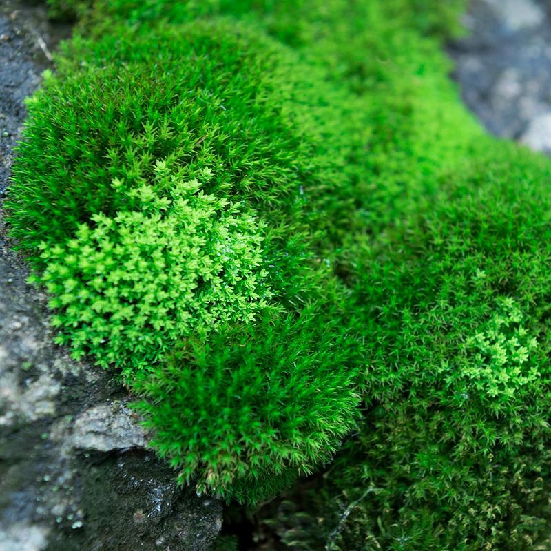 苔藓(苔藓植物图片)