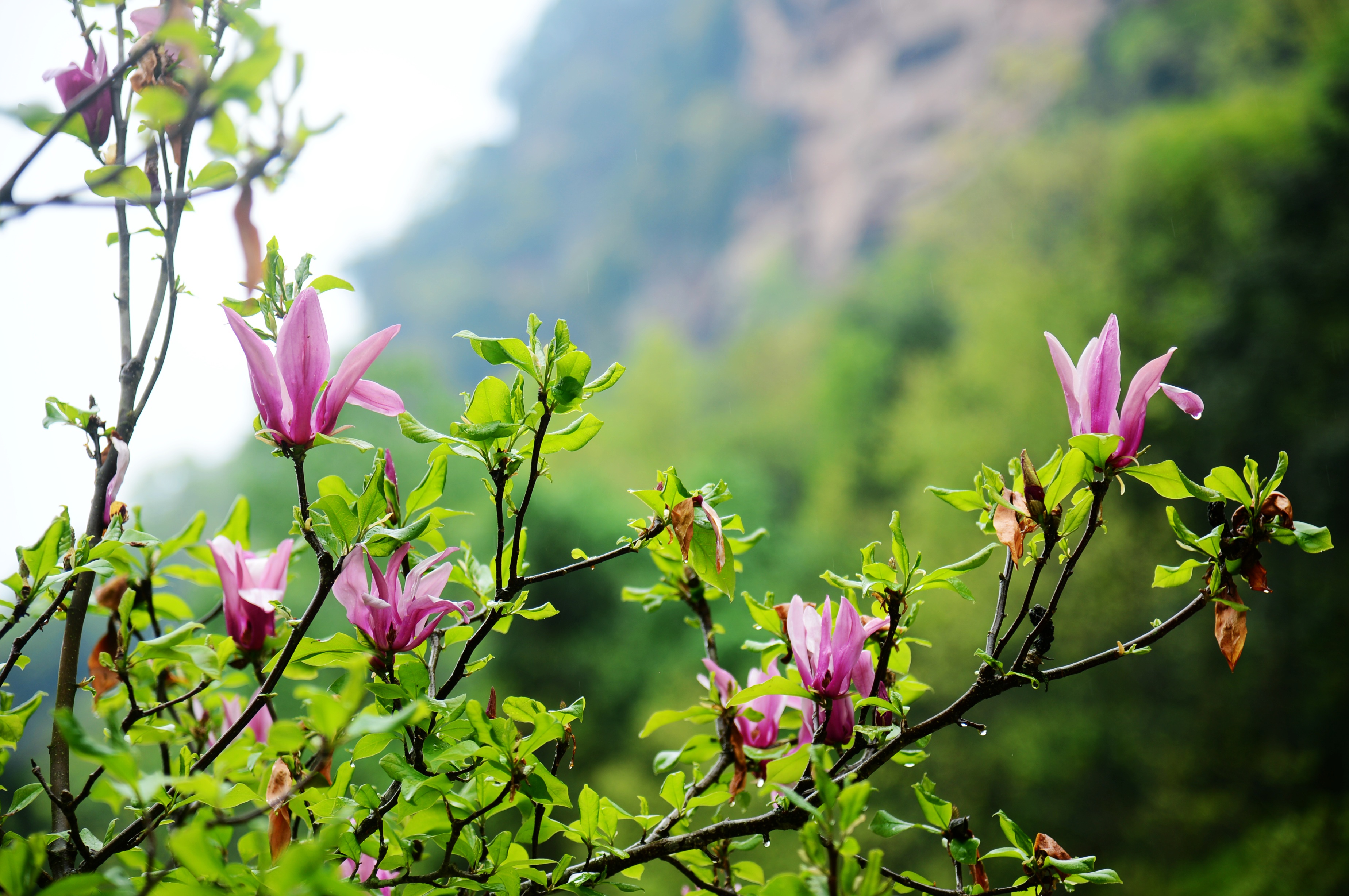 山花烂漫时(山花烂漫时电视剧)