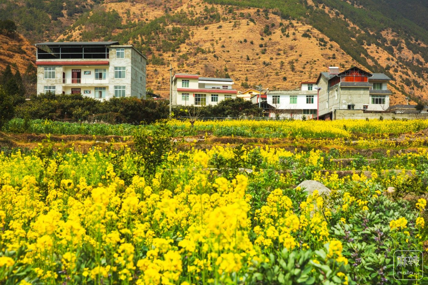 鲜花盛开的山村(鲜花盛开的山村电视剧免费观看40集)