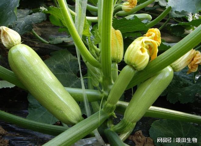 西葫芦的生活(西葫芦的生活简介)